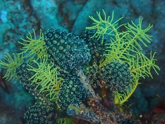 Stalked Sea Squirt photo 4