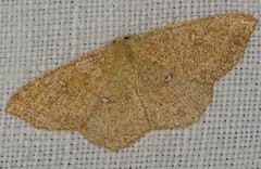 Cyclophora ruficiliaria