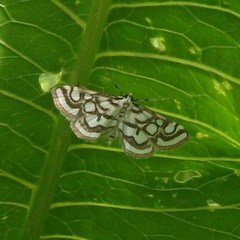 Nymphula nitidulata