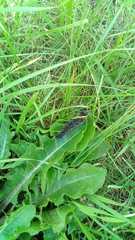Lepidoptera