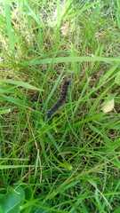 Lepidoptera