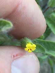 Mimetanthe pilosa