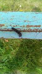 Lepidoptera