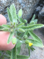 Mimetanthe pilosa