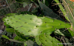 Opuntia