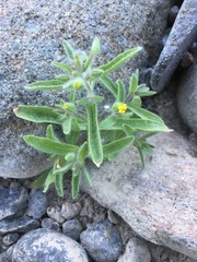 Mimetanthe pilosa