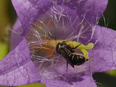 Chelostoma rapunculi