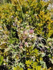 Silene campanulata