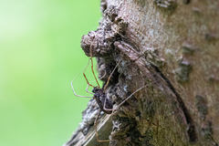 Platybunus