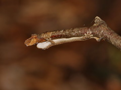 Hemiphyllodactylus