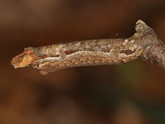 Hemiphyllodactylus