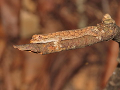 Hemiphyllodactylus