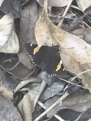 Thorybes pseudocellus