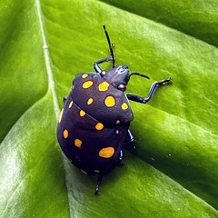 Pachycoris torridus