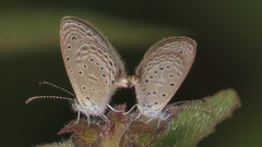 Zizula hylax pygmaea