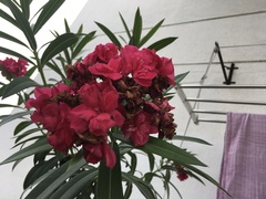 Nerium oleander