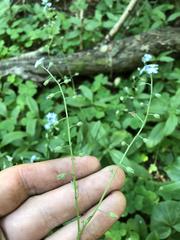 Myosotis krylovii