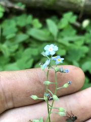 Myosotis krylovii