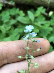 Myosotis krylovii
