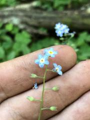 Myosotis krylovii