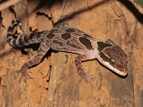 Angled Forest Gecko, Cyrtodactylus angularis
