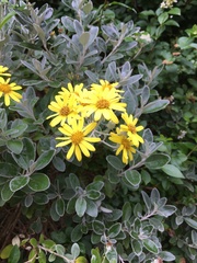 Brachyglottis × jubar