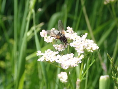 Azeliinae