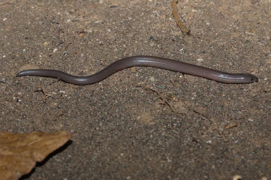 Miriam's Skink