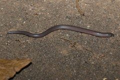 Brachymeles miriamae