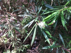 Myrceugenia lanceolata