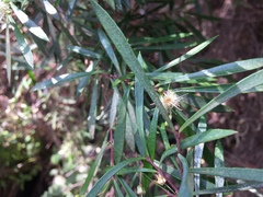 Myrceugenia lanceolata