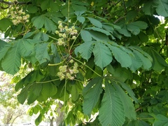 Aesculus