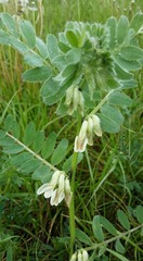 Vicia pannonica