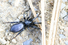 Drassyllus