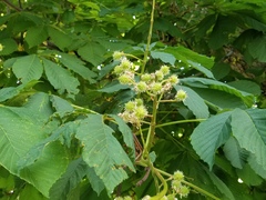 Aesculus