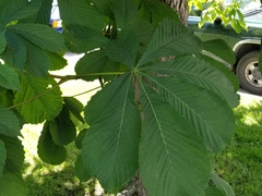 Aesculus
