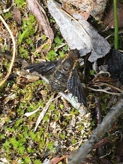 Hemipenthes morioides