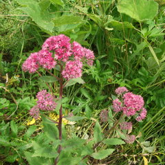 Große Fetthenne (Hylotelephium telephium): Herkunft und Verwendung — Foto 2