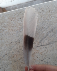 Streptopelia decaocto
