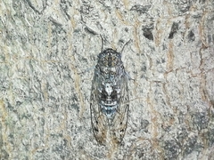 Cicada barbara lusitanica
