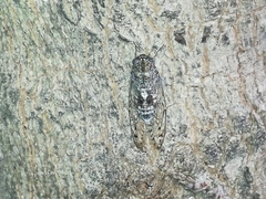 Cicada barbara lusitanica