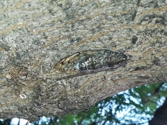 Cicada barbara lusitanica
