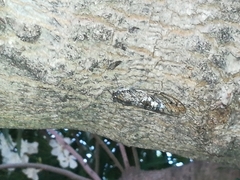 Cicada barbara lusitanica
