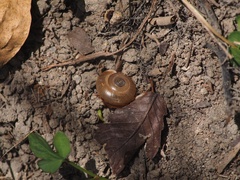 Macrochlamys hippocastaneum