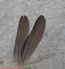 Sturnus unicolor