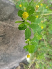 Medicago lupulina