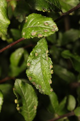 Eriophyes similis