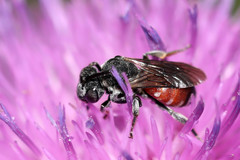 Ammobates punctatus