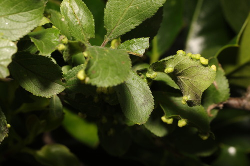 Eriophyes similis