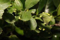 Eriophyes similis